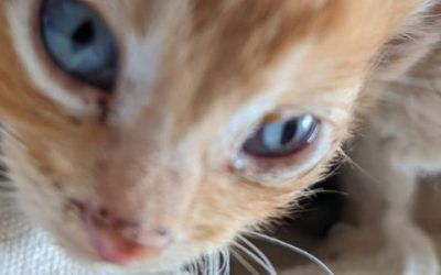 Últimamente veo muchos gatos…