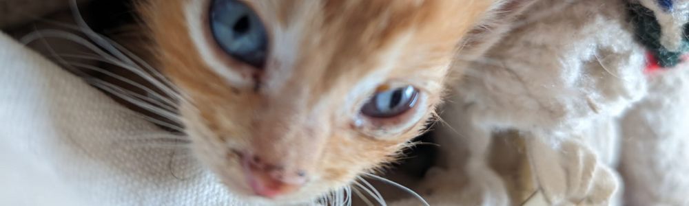 Últimamente veo muchos gatos…