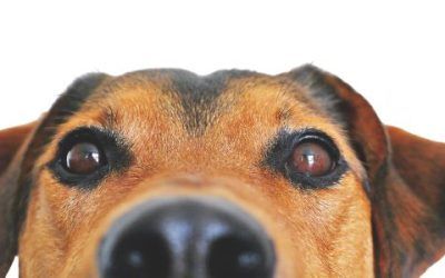 ¿Sabes si tu perro es feliz?