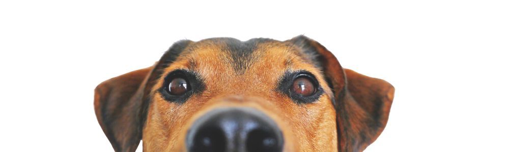 ¿Sabes si tu perro es feliz?