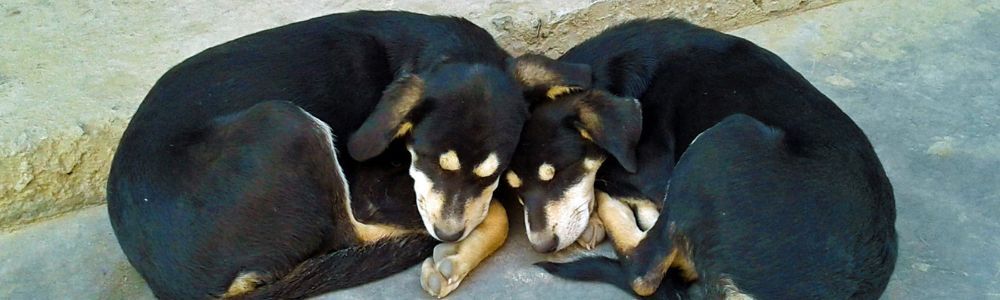 ¿Clonar a tu perro, te lo devolverá?