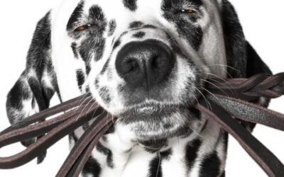 Enseñar a tu perro a no tirar de la correa: ¡Diversión y resultados!