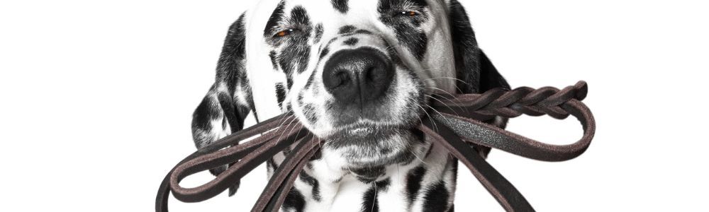 Enseñar a tu perro a no tirar de la correa: ¡Diversión y resultados!