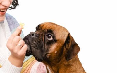 Transformar un perro abandonado en un perro sano y feliz