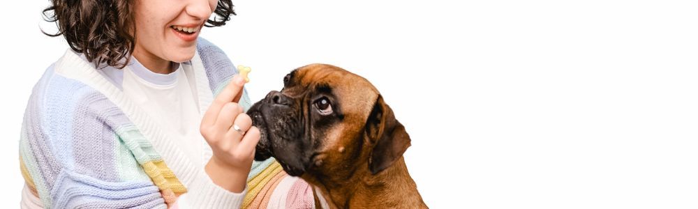 Transformar un perro abandonado en un perro sano y feliz