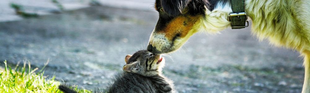 Te cuento una historia cortita