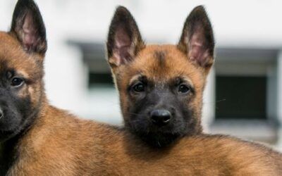  Calmar a nuestro cachorro de malinois
