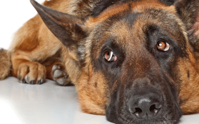 Cómo abordar el miedo y estrés en los perros