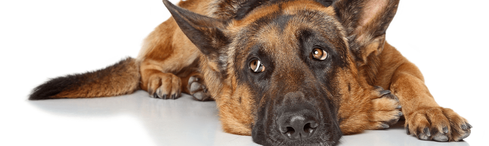 Cómo abordar el miedo y estrés en los perros