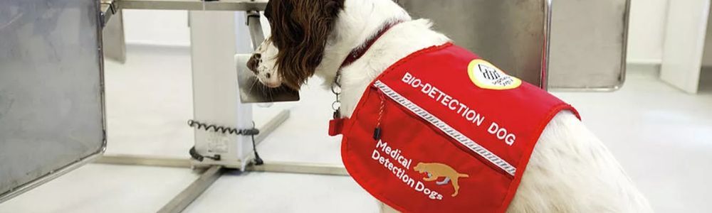 Perros de trabajo. Adictos y en adopción que se devuelven