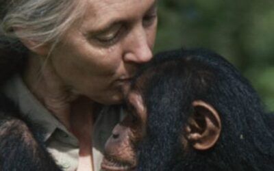 Jane Goodall: La mujer que habló con los chimpancés y cambió nuestra visión del planeta