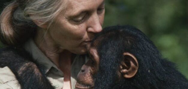 Jane Goodall: La mujer que habló con los chimpancés y cambió nuestra visión del planeta