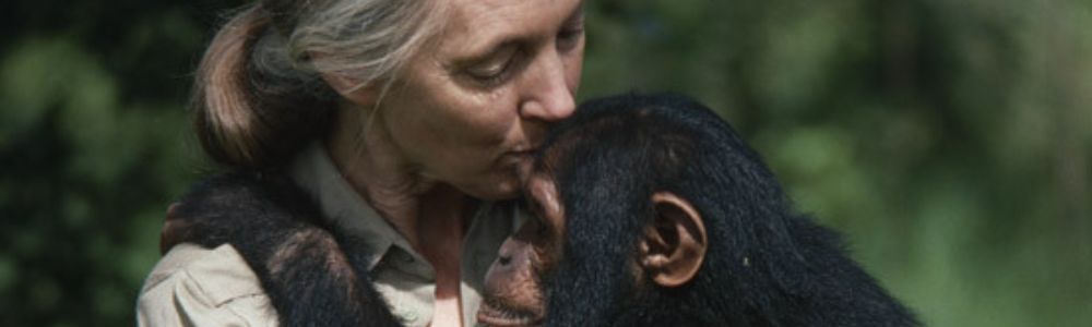 Jane Goodall: La mujer que habló con los chimpancés y cambió nuestra visión del planeta