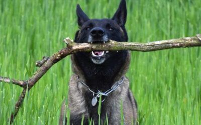 La ecuación de la energía Malinois