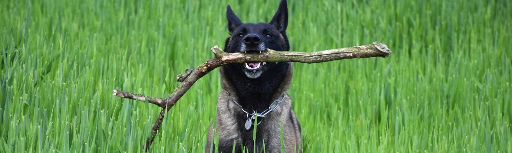 La ecuación de la energía Malinois